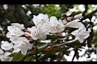 台灣杜鵑-花43.jpg