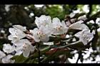 台灣杜鵑-花59.jpg