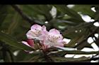 台灣杜鵑-花63.jpg