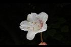 台灣杜鵑-花65.JPG