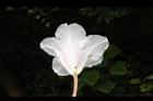 台灣杜鵑-花68.JPG