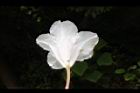 台灣杜鵑-花69.JPG