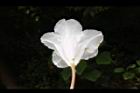 台灣杜鵑-花70.JPG