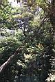 台灣杜鵑11.jpg