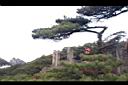 黃山松111.JPG