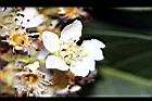 台灣枇杷-花05.jpg