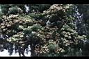 台灣梭羅木-花01.JPG