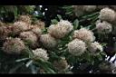 台灣梭羅木-花10.JPG