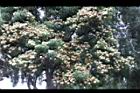 台灣梭羅木-花02.JPG