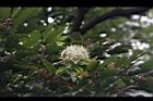 台灣梭羅木-花15.JPG
