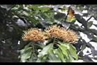 台灣梭羅木-花23.JPG