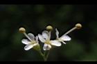台灣梭羅木-花52.JPG