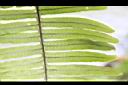 台灣水龍骨-孢子00.JPG