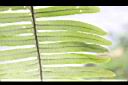 台灣水龍骨-孢子01.JPG