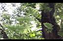 台灣水龍骨-葉脈01.JPG