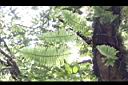 台灣水龍骨-葉脈02.JPG