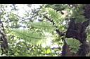 台灣水龍骨-葉脈03.JPG