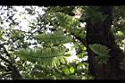 台灣水龍骨-葉脈00.JPG