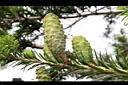 台灣油杉-實13.JPG