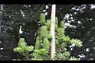 台灣油杉-實03.JPG