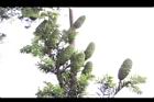 台灣油杉-實05.JPG
