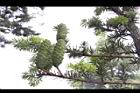 台灣油杉-實06.JPG