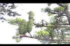 台灣油杉-實07.JPG