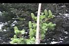 台灣油杉-實10.JPG