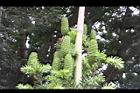 台灣油杉-實11.JPG