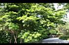 台灣油杉-葉20.jpg