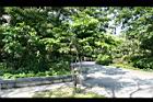 台灣油杉13.jpg