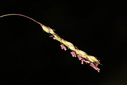 台灣油芒-花00.JPG