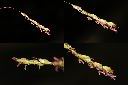 台灣油芒-花1.jpg