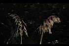 台灣油芒-實24.JPG