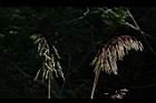 台灣油芒-實27.JPG