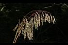 台灣油芒-實35.JPG