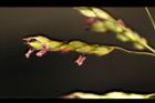 台灣油芒-花07.JPG