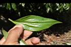台灣油點草-葉正05.JPG