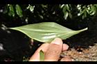 台灣油點草-葉背02.JPG
