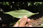 台灣油點草-葉背03.JPG