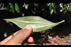 台灣油點草-葉背05.JPG