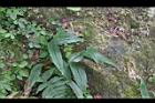 台灣油點草04.JPG