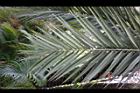 台灣海棗-葉正0.jpg