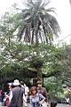 台灣海棗09.JPG