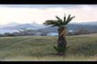 台灣海棗28.JPG