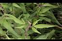 台灣澤蘭-葉序00.jpg