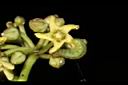 台灣牛嬭菜-花03.JPG