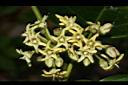 台灣牛嬭菜-花序08.JPG