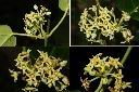 台灣牛嬭菜-花序1.jpg