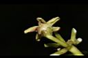 台灣牛嬭菜-花萼01.JPG